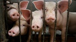As the partial federal government shutdown stretches into its second week, veterinary labs at U.S. universities are stepping into a data gap to collect information and publish updates about an outbreak of a swine virus deadly to young pigs, according to the American Association of Swine Veterinarians.